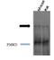 Piccolo Presynaptic Cytomatrix Protein antibody, LS-C150463, Lifespan Biosciences, Western Blot image 