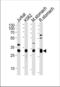 Esterase D antibody, TA328155, Origene, Western Blot image 