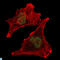 Polycomb protein SUZ12 antibody, LS-C814035, Lifespan Biosciences, Immunofluorescence image 