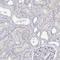 HVCN1 antibody, HPA039329, Atlas Antibodies, Immunohistochemistry frozen image 
