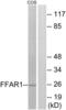 Free fatty acid receptor 1 antibody, LS-C120652, Lifespan Biosciences, Western Blot image 