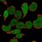 Spi-1 Proto-Oncogene antibody, HPA044653, Atlas Antibodies, Immunofluorescence image 