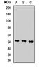 Protein transport protein Sec61 subunit alpha isoform 1 antibody, orb411872, Biorbyt, Western Blot image 