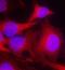 Phospholipase C Gamma 2 antibody, orb14578, Biorbyt, Immunofluorescence image 