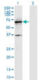 Protein Tyrosine Phosphatase Receptor Type N antibody, LS-B6395, Lifespan Biosciences, Western Blot image 
