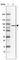 Acylaminoacyl-Peptide Hydrolase antibody, HPA029701, Atlas Antibodies, Western Blot image 