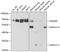 PDZ and LIM domain protein 5 antibody, GTX54578, GeneTex, Western Blot image 