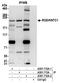 Kinetochore-associated protein 1 antibody, A301-712A, Bethyl Labs, Immunoprecipitation image 