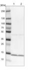 Small Nuclear Ribonucleoprotein D2 Polypeptide antibody, NBP1-87028, Novus Biologicals, Western Blot image 