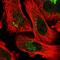Protein FAM219A antibody, HPA052909, Atlas Antibodies, Immunofluorescence image 