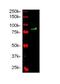 SRY-Box 9 antibody, PA1-29537, Invitrogen Antibodies, Western Blot image 