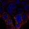 Uncoupling Protein 2 antibody, NBP2-69001, Novus Biologicals, Immunofluorescence image 