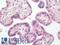 Laminin Subunit Gamma 1 antibody, LS-B13030, Lifespan Biosciences, Immunohistochemistry paraffin image 