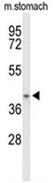 Isobutyryl-CoA dehydrogenase, mitochondrial antibody, AP50037PU-N, Origene, Western Blot image 