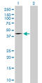 FAS antibody, LS-C104946, Lifespan Biosciences, Western Blot image 