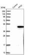 Peptidylprolyl Isomerase D antibody, NBP1-85363, Novus Biologicals, Western Blot image 