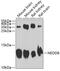 NEDD8 Ubiquitin Like Modifier antibody, 14-075, ProSci, Western Blot image 