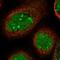 TDP-Glucose 4,6-Dehydratase antibody, HPA040857, Atlas Antibodies, Immunofluorescence image 