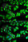 40S ribosomal protein S12 antibody, A5890, ABclonal Technology, Immunofluorescence image 