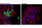 Cas9 antibody, 34963S, Cell Signaling Technology, Immunocytochemistry image 