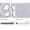 DEAH-Box Helicase 16 antibody, NBP2-13920, Novus Biologicals, Immunohistochemistry paraffin image 