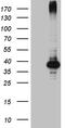 Hemojuvelin BMP Co-Receptor antibody, LS-C792011, Lifespan Biosciences, Western Blot image 