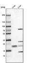 FKBP Prolyl Isomerase 11 antibody, NBP1-84678, Novus Biologicals, Western Blot image 
