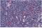 Cyclin Dependent Kinase 1 antibody, DM114P, Origene, Immunohistochemistry frozen image 