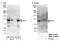 Ribosome biogenesis protein BOP1 antibody, NBP1-21388, Novus Biologicals, Western Blot image 