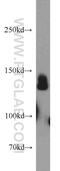 Hyperpolarization Activated Cyclic Nucleotide Gated Potassium Channel 4 antibody, 55224-1-AP, Proteintech Group, Western Blot image 