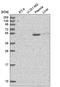 Nephronectin antibody, HPA050203, Atlas Antibodies, Western Blot image 