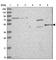 Zinc Finger C2HC-Type Containing 1C antibody, HPA050928, Atlas Antibodies, Western Blot image 