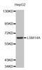 Protein LSM14 homolog A antibody, abx002442, Abbexa, Western Blot image 