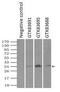 Replication Protein A2 antibody, GTX83691, GeneTex, Immunoprecipitation image 