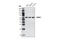 Histone Deacetylase 1 antibody, 5356T, Cell Signaling Technology, Western Blot image 