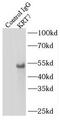 Keratin 7 antibody, FNab02219, FineTest, Immunoprecipitation image 