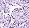 Structural Maintenance Of Chromosomes 3 antibody, M01930-1, Boster Biological Technology, Immunohistochemistry frozen image 