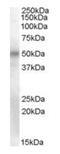 POU Class 3 Homeobox 1 antibody, orb12982, Biorbyt, Western Blot image 