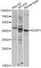 Dual specificity protein phosphatase 1 antibody, MBS126306, MyBioSource, Western Blot image 
