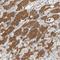 Rho Associated Coiled-Coil Containing Protein Kinase 2 antibody, HPA007459, Atlas Antibodies, Immunohistochemistry frozen image 
