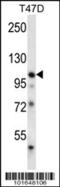 EPH Receptor B1 antibody, 63-054, ProSci, Western Blot image 