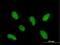 Integrator Complex Subunit 12 antibody, H00057117-B01P, Novus Biologicals, Immunofluorescence image 