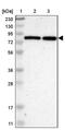 Host cell factor 2 antibody, PA5-52267, Invitrogen Antibodies, Western Blot image 