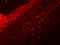 IL-17 antibody, orb48920, Biorbyt, Immunofluorescence image 