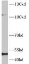 Nuclear Factor Kappa B Subunit 1 antibody, FNab10143, FineTest, Western Blot image 