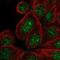 DENN Domain Containing 2C antibody, NBP2-49159, Novus Biologicals, Immunofluorescence image 
