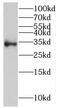 ECPTP antibody, FNab06947, FineTest, Western Blot image 