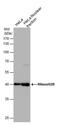 Ribonuclease H2 Subunit B antibody, MA5-27850, Invitrogen Antibodies, Western Blot image 