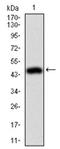 Moesin antibody, AM06738PU-N, Origene, Western Blot image 