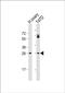 Folliculogenesis Specific BHLH Transcription Factor antibody, PA5-72033, Invitrogen Antibodies, Western Blot image 